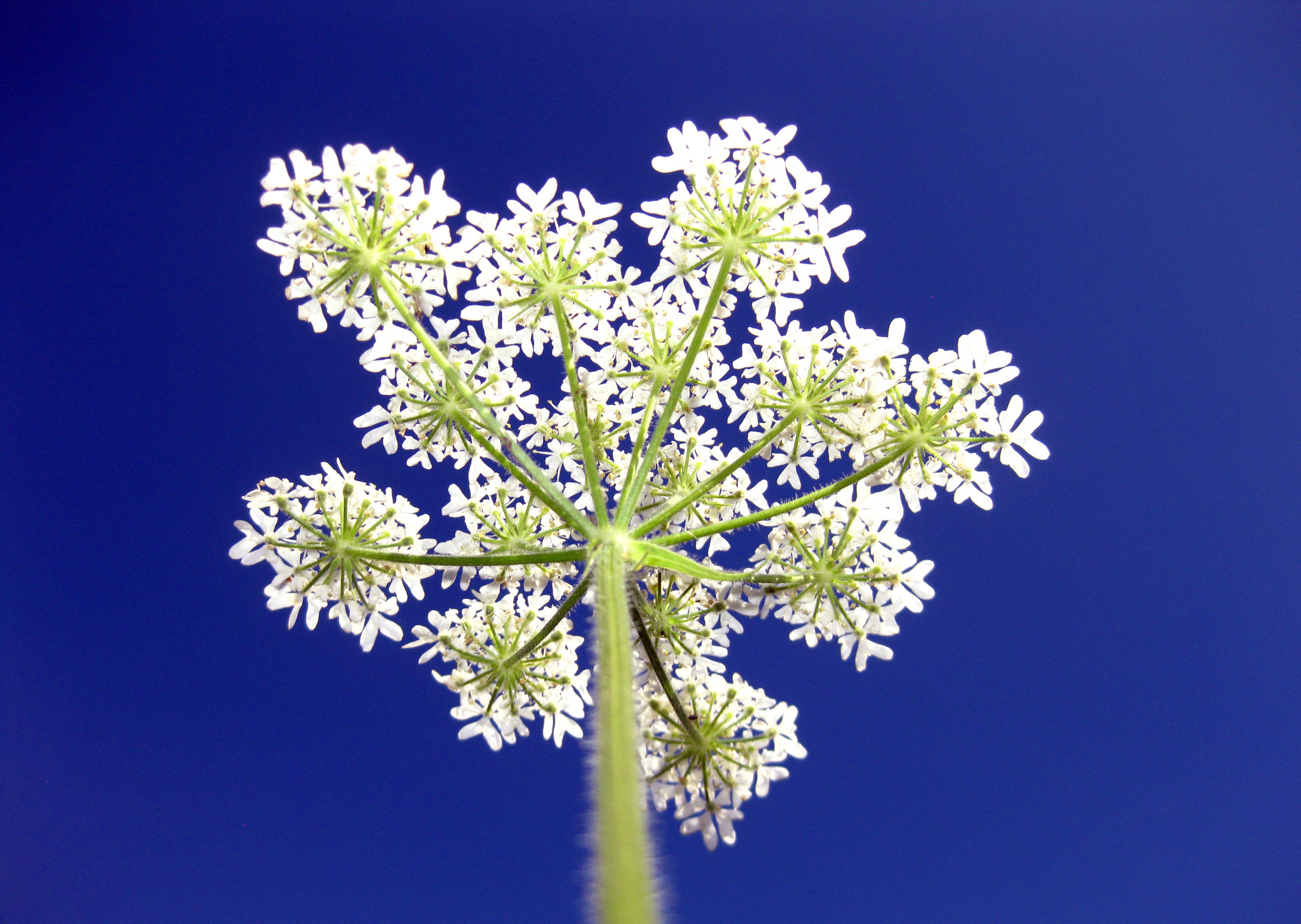 hogweed_0713.jpg