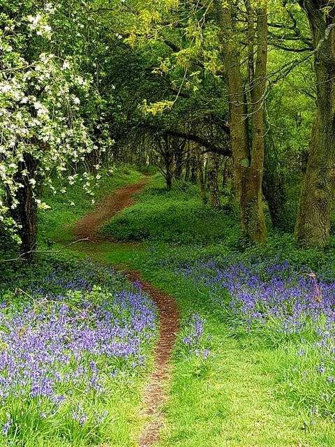 Woodland on the Commons