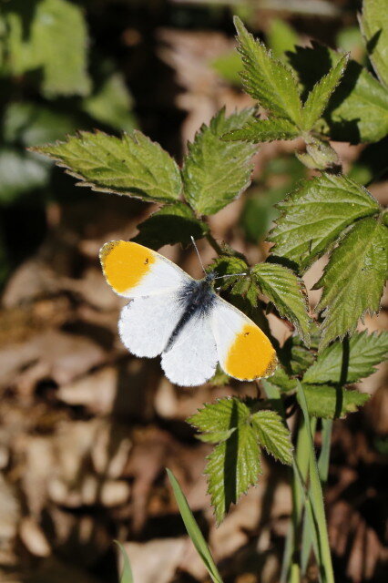 Butterflies on the Common