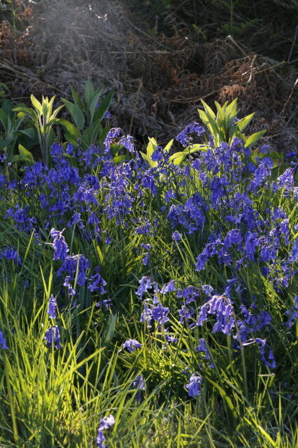 Wildflowers on the Commons