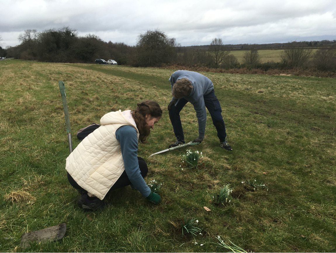 Planting snowdrops 2.png