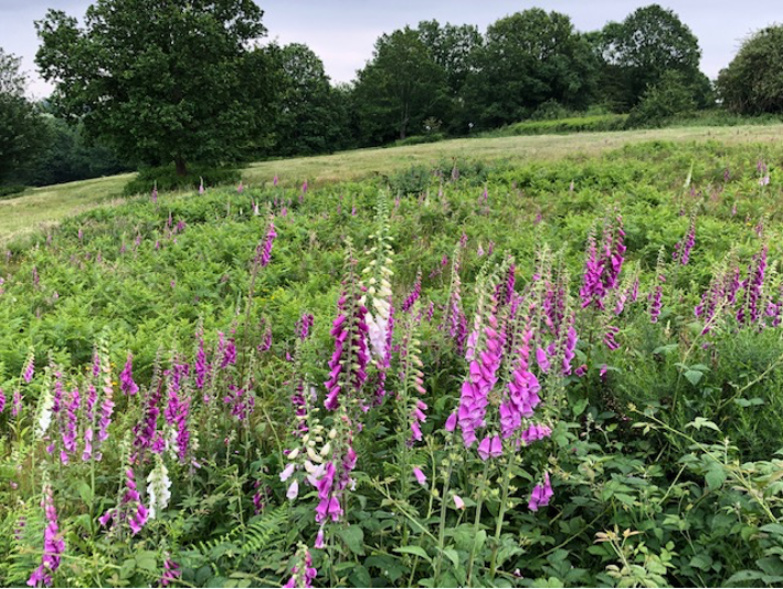 Foxgloves.png