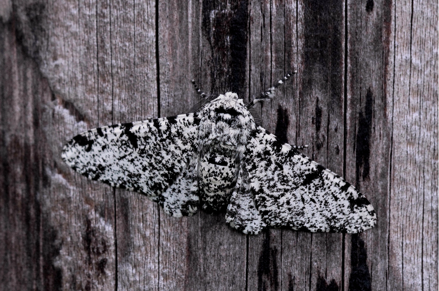 Peppered moth