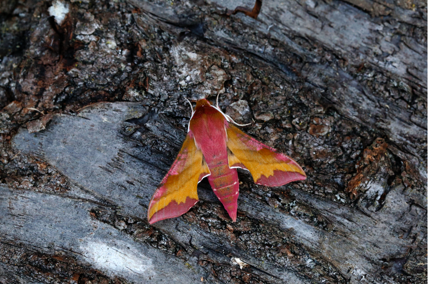 Small Elephant Hawk moth