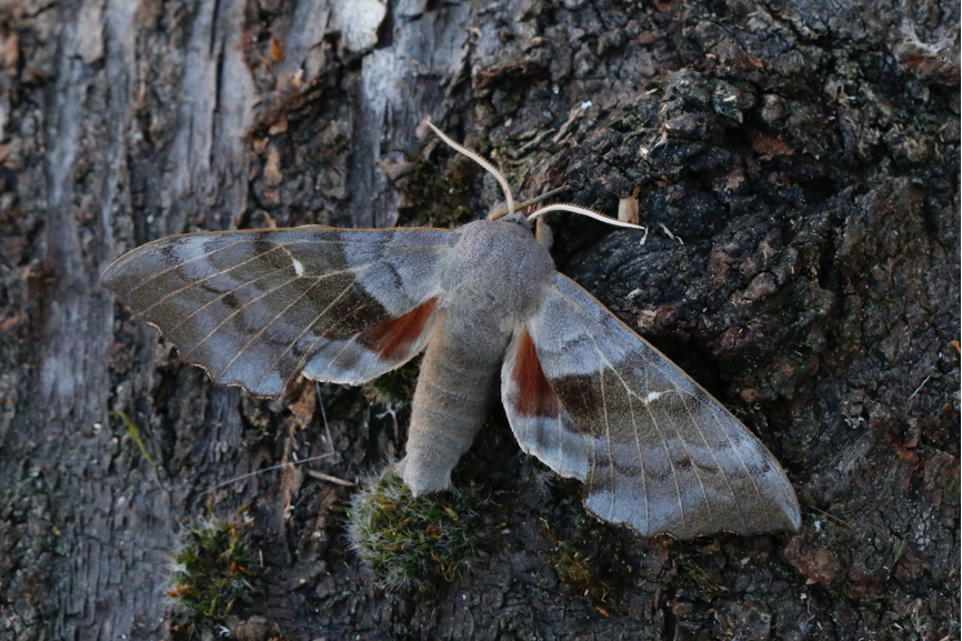 Poplar Hawk moth