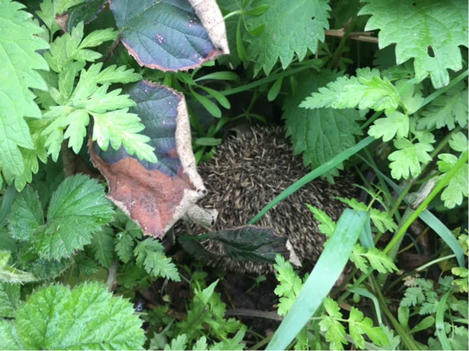Hedgehog.png