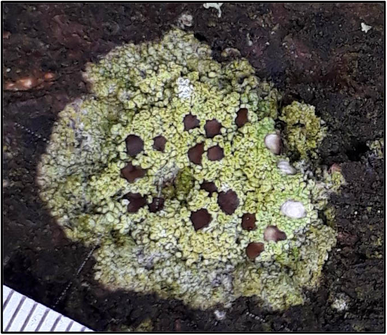 Fuscidea lightfootii&nbsp;–&nbsp;a crusty lichen
