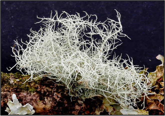 Usnea subfloridana&nbsp;–&nbsp;a bushy lichen