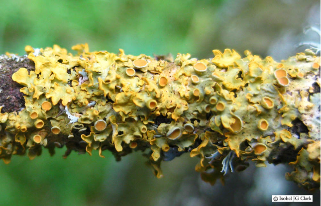 Xanthoria parietina&nbsp;–&nbsp;a leafy lichen
