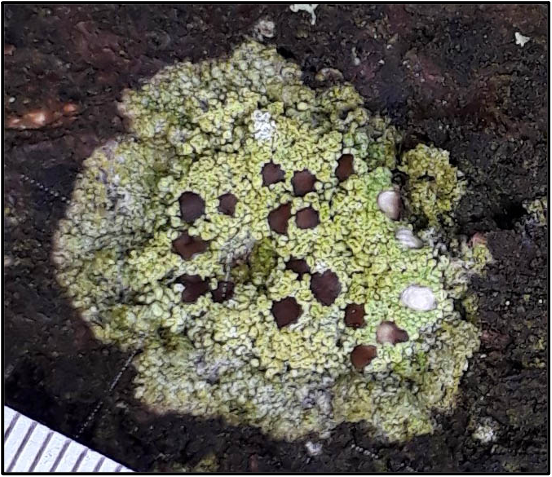 Fuscidea lightfootii – a crusty lichen	