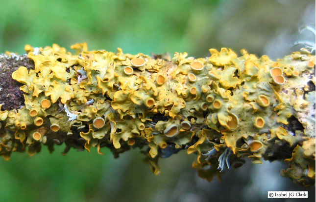 Leafy Lichen.png