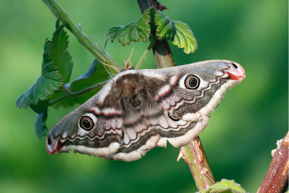 Emperor moth.png
