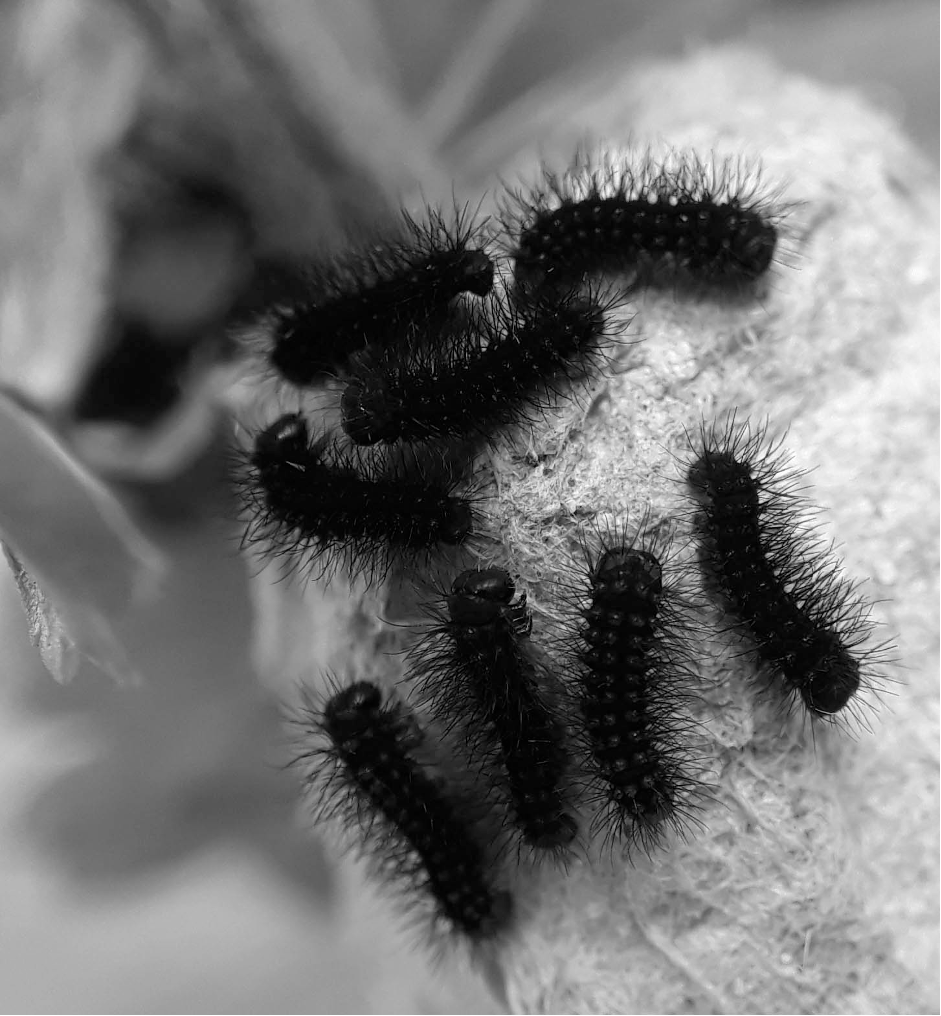 Emperoro moth caterpillars.png