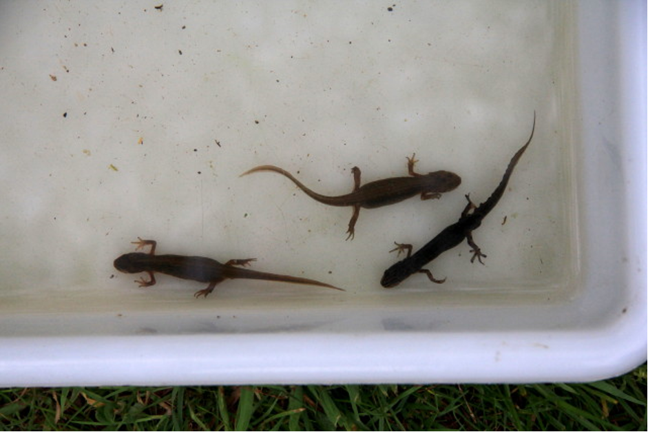 Smooth newts.png