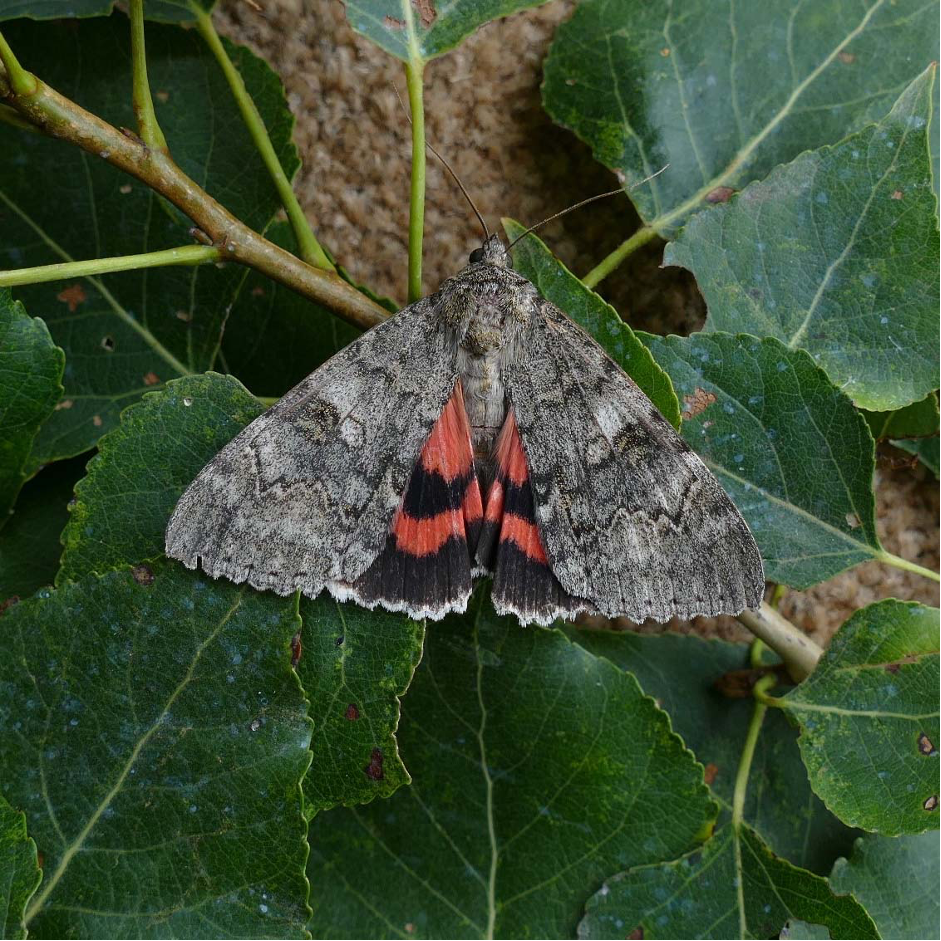 Red Underwing moth.png