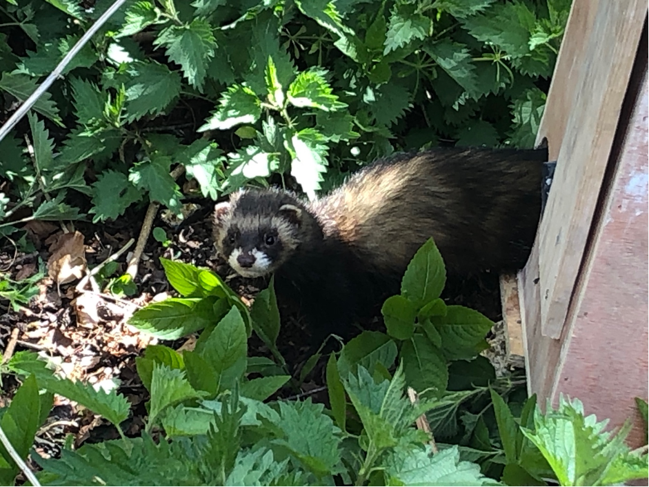Andrew’s polecat being released.png