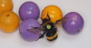 Bumble Bee play-2.jpeg