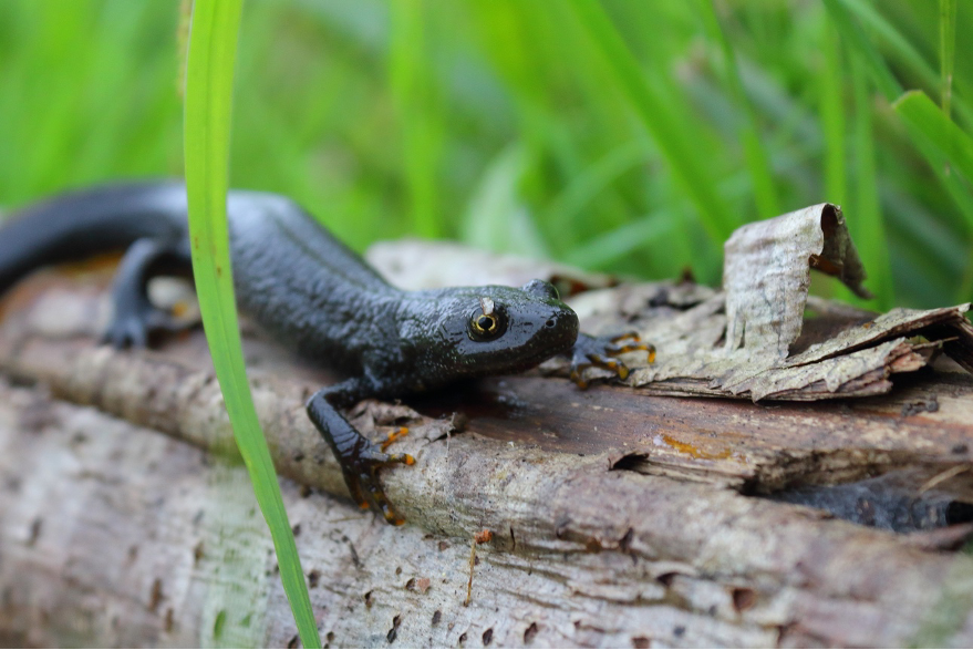 Great Crested Newt.png