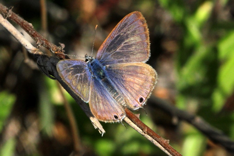 Long-tailed blue butterfly.png