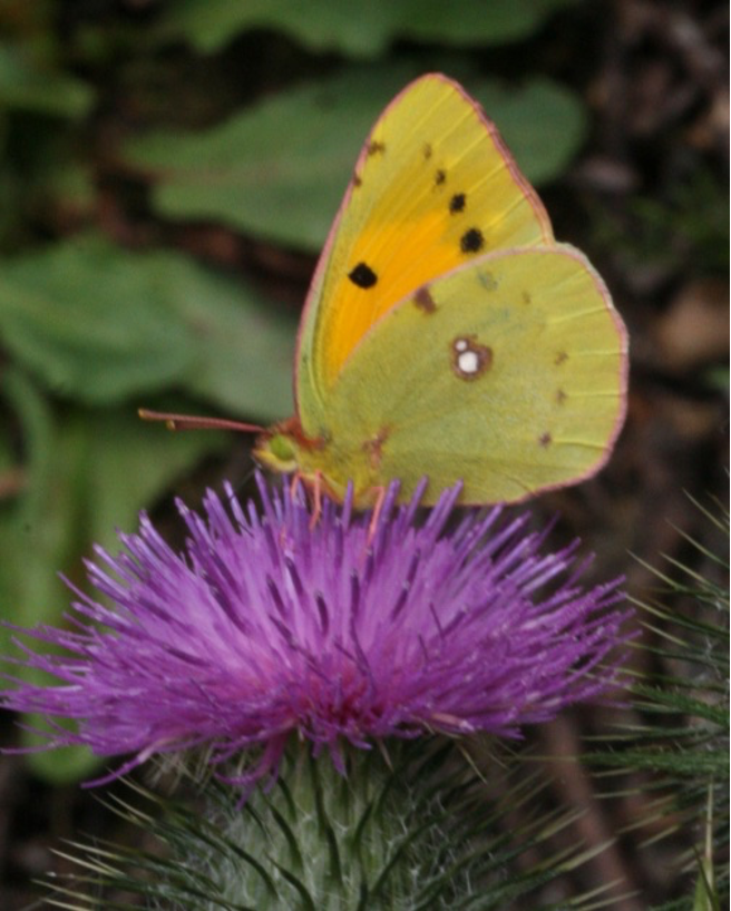 Clouded yellow butterfly.png