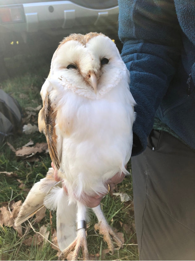 Male barn owl.png