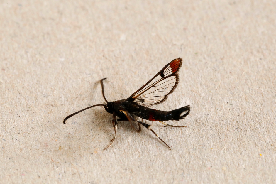 Red-tipped clearwing.png