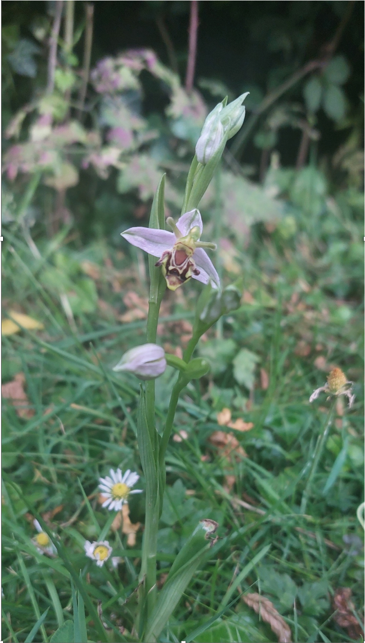 Bee Orchid.png