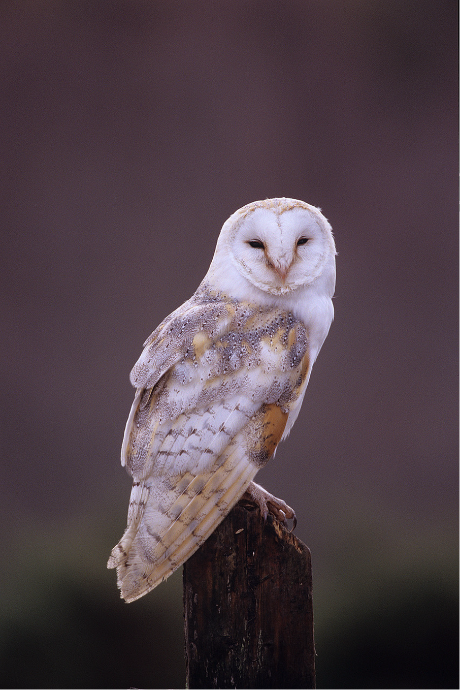 Barn Owl.png