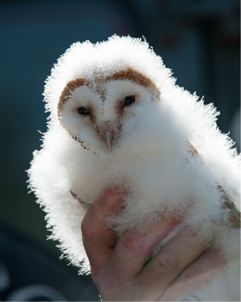 Baby Barn Owl.png