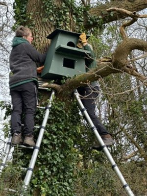 Owl box monitoring.jpeg