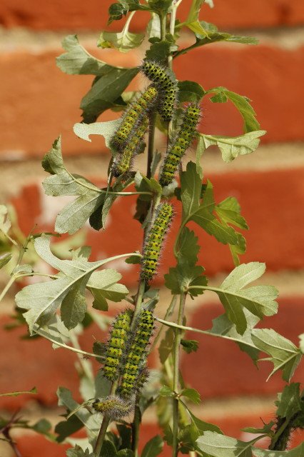 _MG_1744.JPG