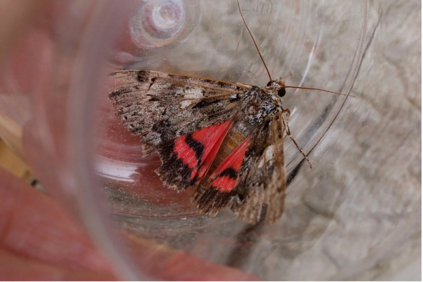 500th Moth!.jpg