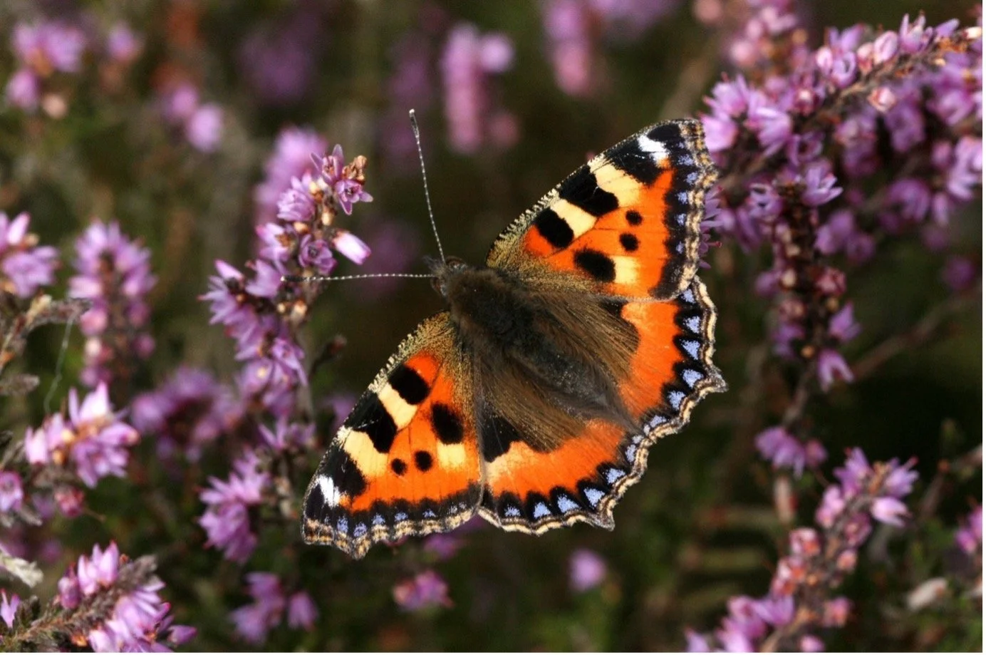 Sm Tortoiseshell on Heather.jpg