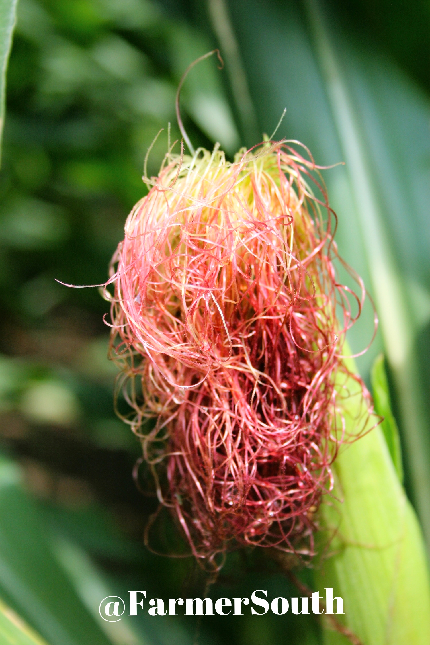 U.S. bumper crops equal free-falling prices