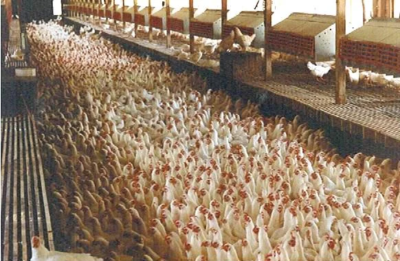 lowerfarm.jpg