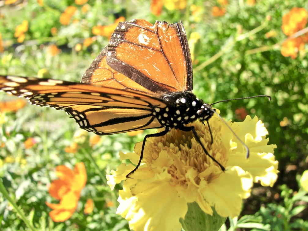 monarch.jpeg