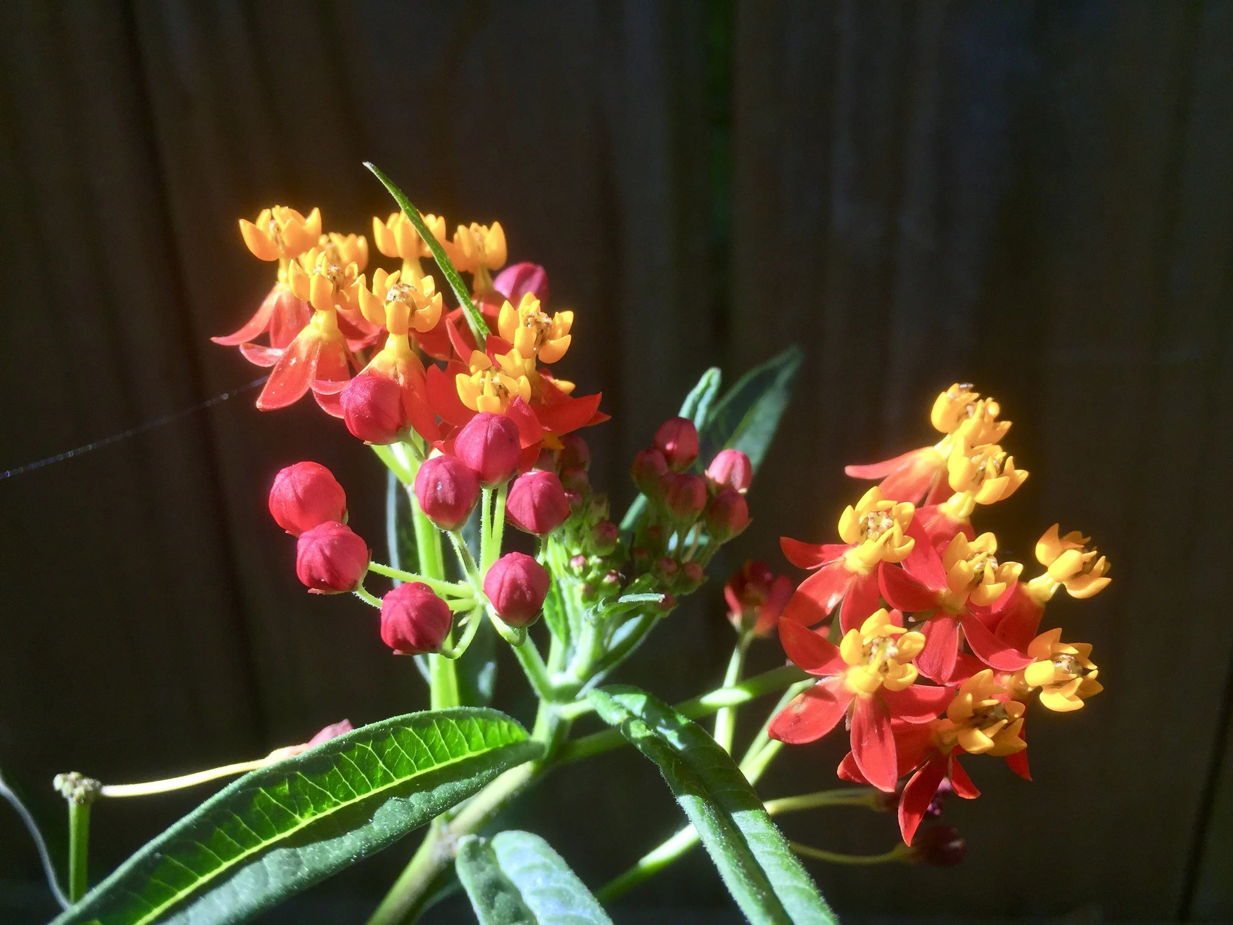 Tropical milkweed (Asclepias cuassavica). Although this variety is a viable food source for Monarch larvaue and available at many retail outlets, it is not native to Georgia and is not a preferred source of seeds. 