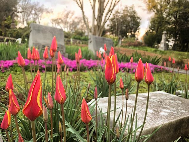 April is going to be amazing... _______________
#getoutside #cemetery #flower #flowers #flowerstagram #flowersofinstagram #atl #atlanta #georgia #exploregeorgia #oaklandcemetery #spring