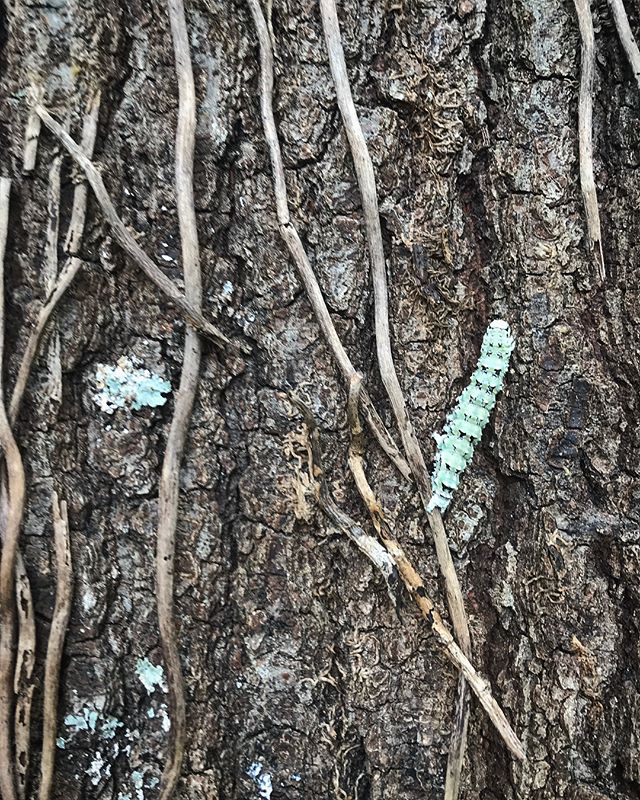 Ilia Underwing caterpillar doing its best lichen imitation. I found this one while pulling off English ivy that was climbing up a white oak. Per Iowa Stare, other common names are &ldquo;Beloved Underwing&rdquo; and &ldquo;The Wife.&rdquo; 🤷🏻&zwj;♂