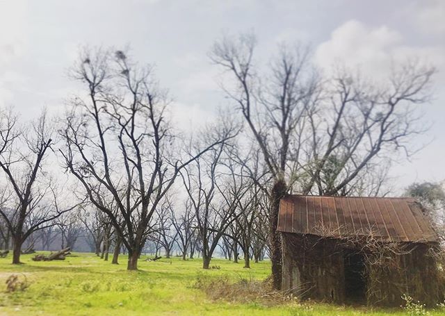 A good place to pull over the car for a deep convo on the Farm Bill. Thanks to @sehackney and Wes King from NSAC for the knowledge. And always much respect to @brianbrownphotography, the unrivaled recorder of an older Georgia. 
_________________

#co