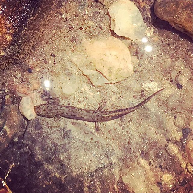 @cheloniagodwin: Is this a young waterdog? I know it&rsquo;s not a good picture, and the gills are hardly visible. It was tiny.