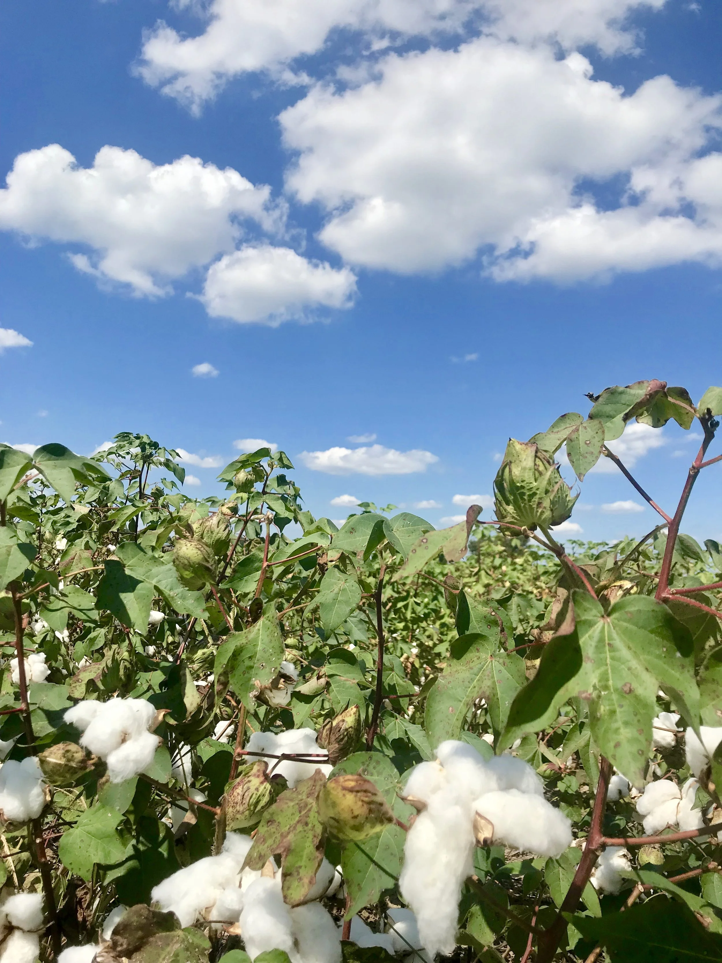 Wrangler Sources Sustainable Cotton from SOWEGA Farmer