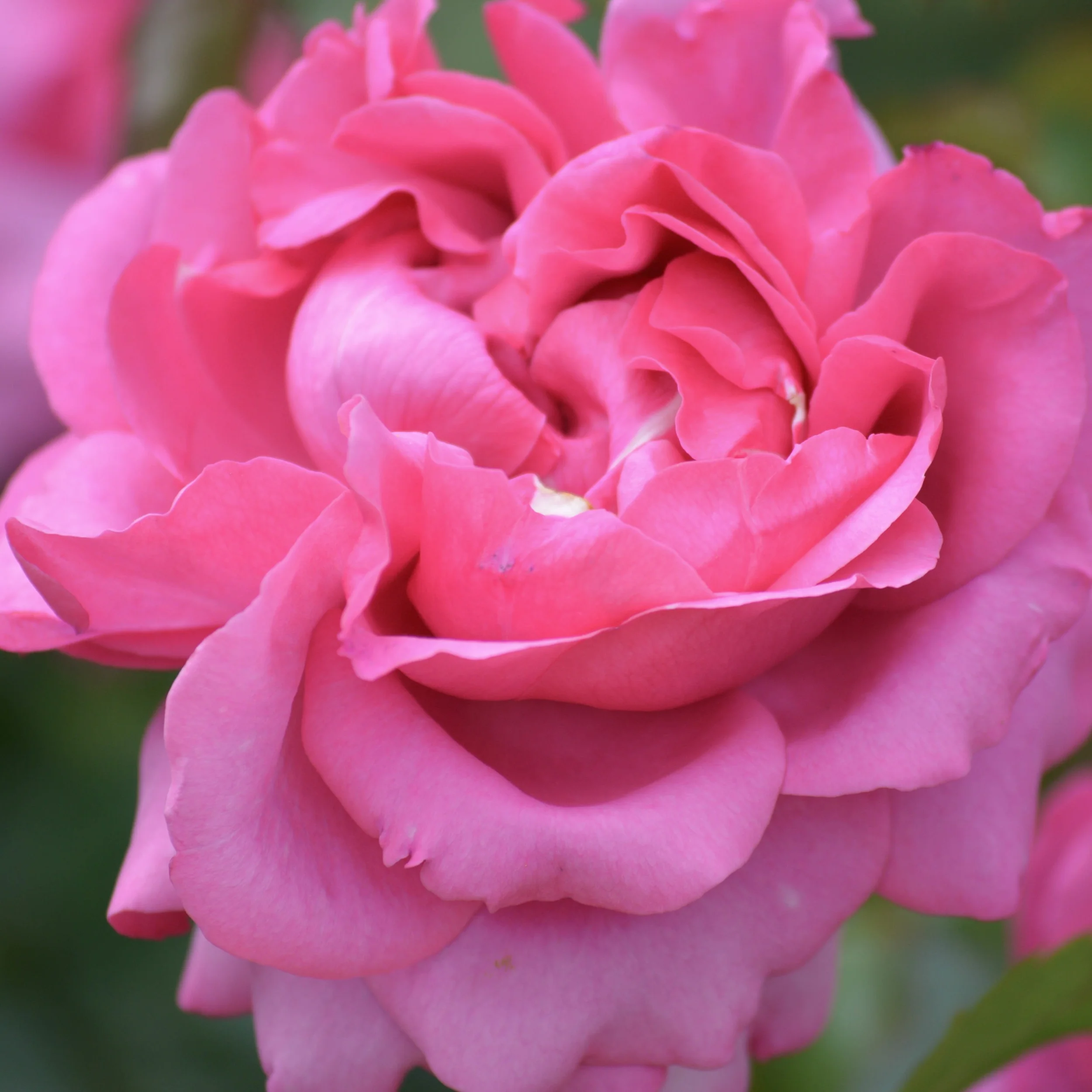 The Grounds of the Château de Malmaison — Marina GrossHoy