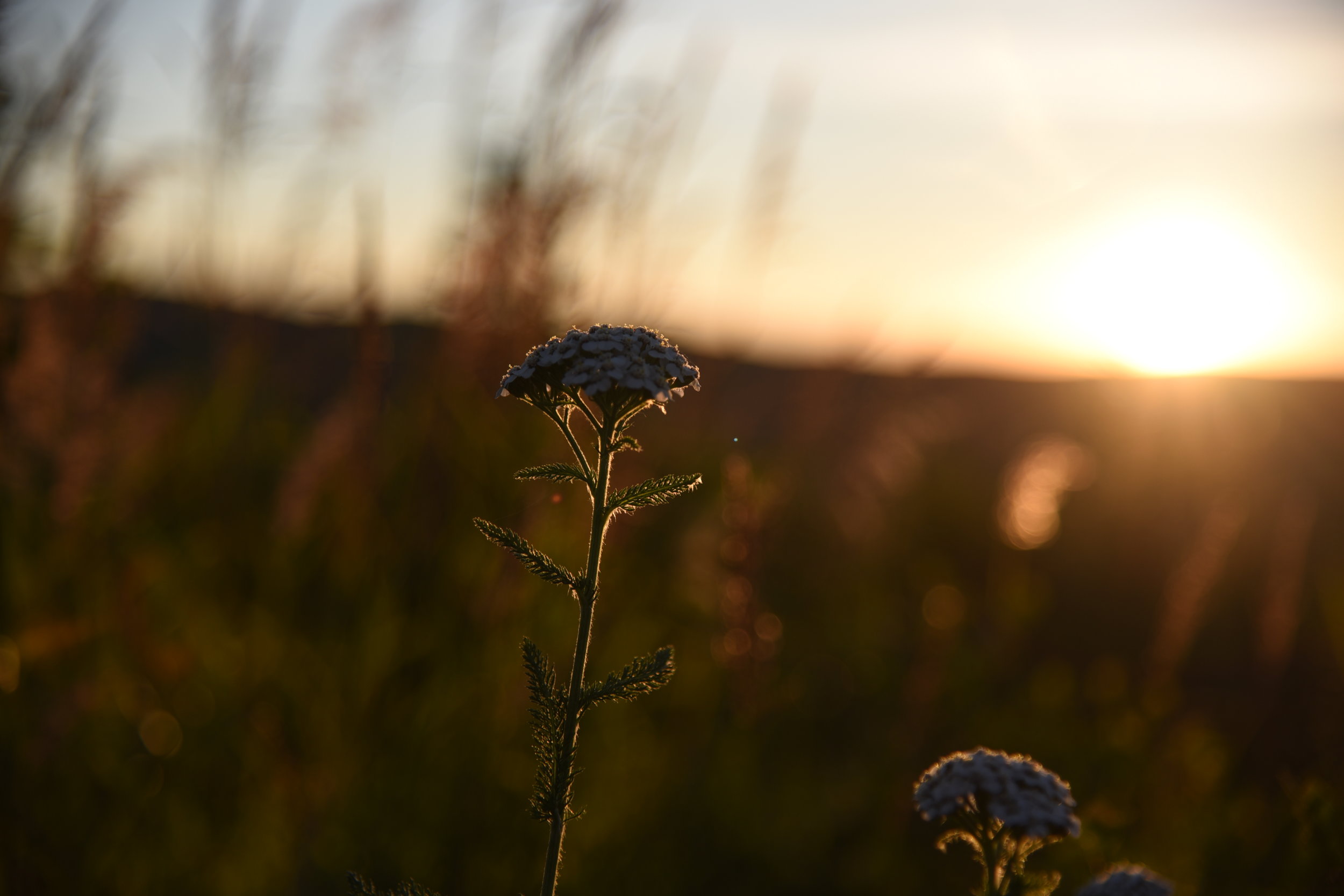 DSC_7797.JPG