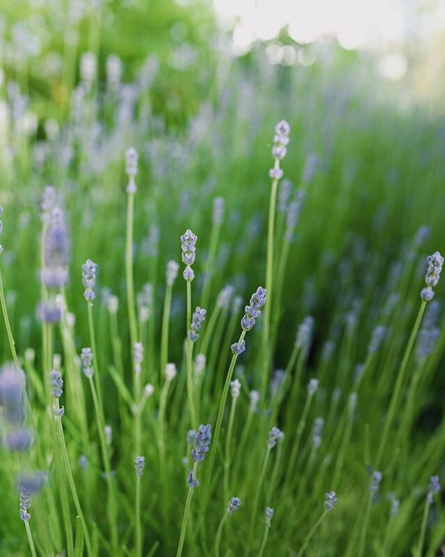 Morning garden time is better during lavender season.
.
.
.
.
#lavender #herbgarden #garden #maine #summer #lavenderfields #growyourown #flowers #home