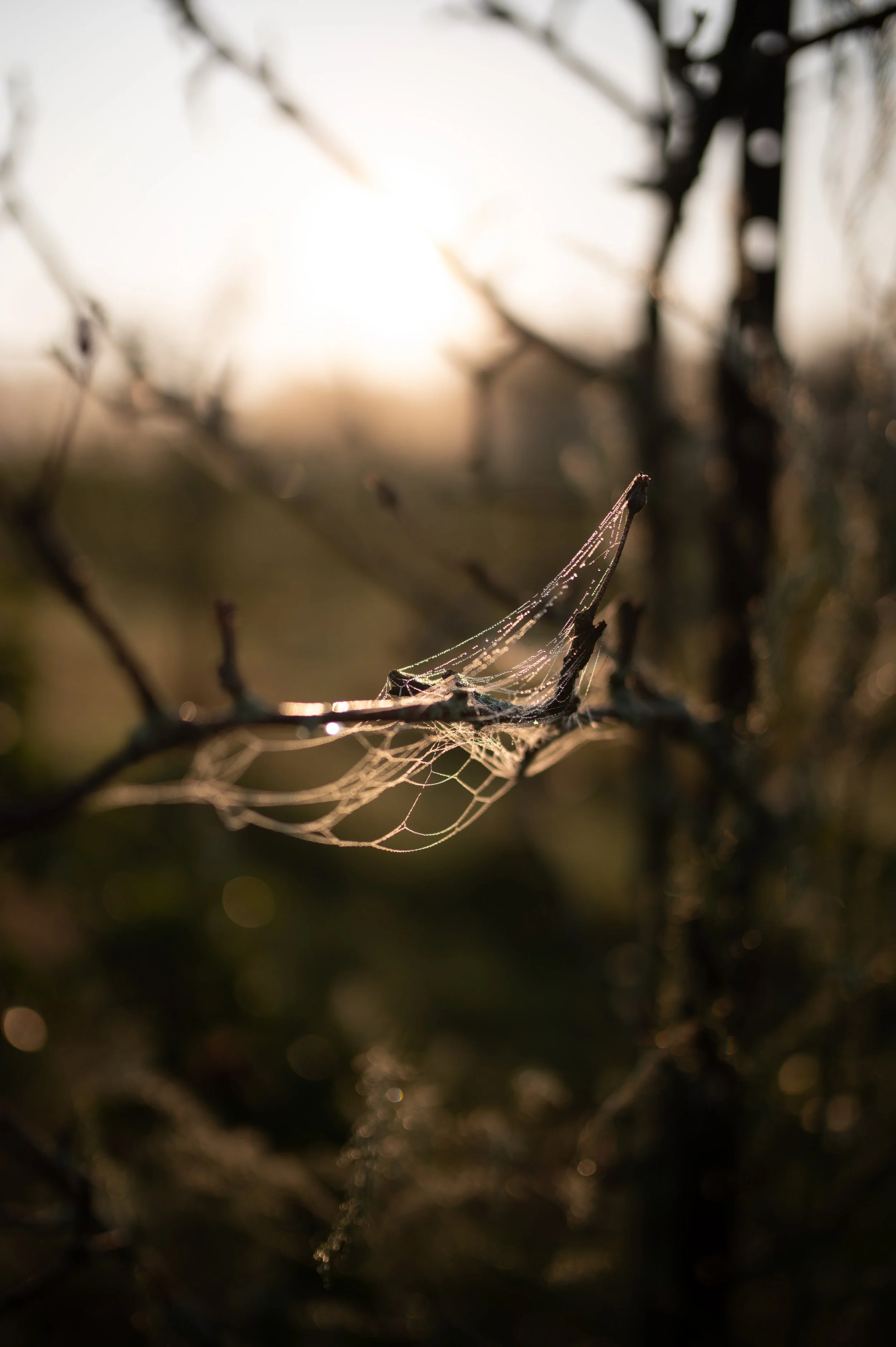 DSC_6441.JPG