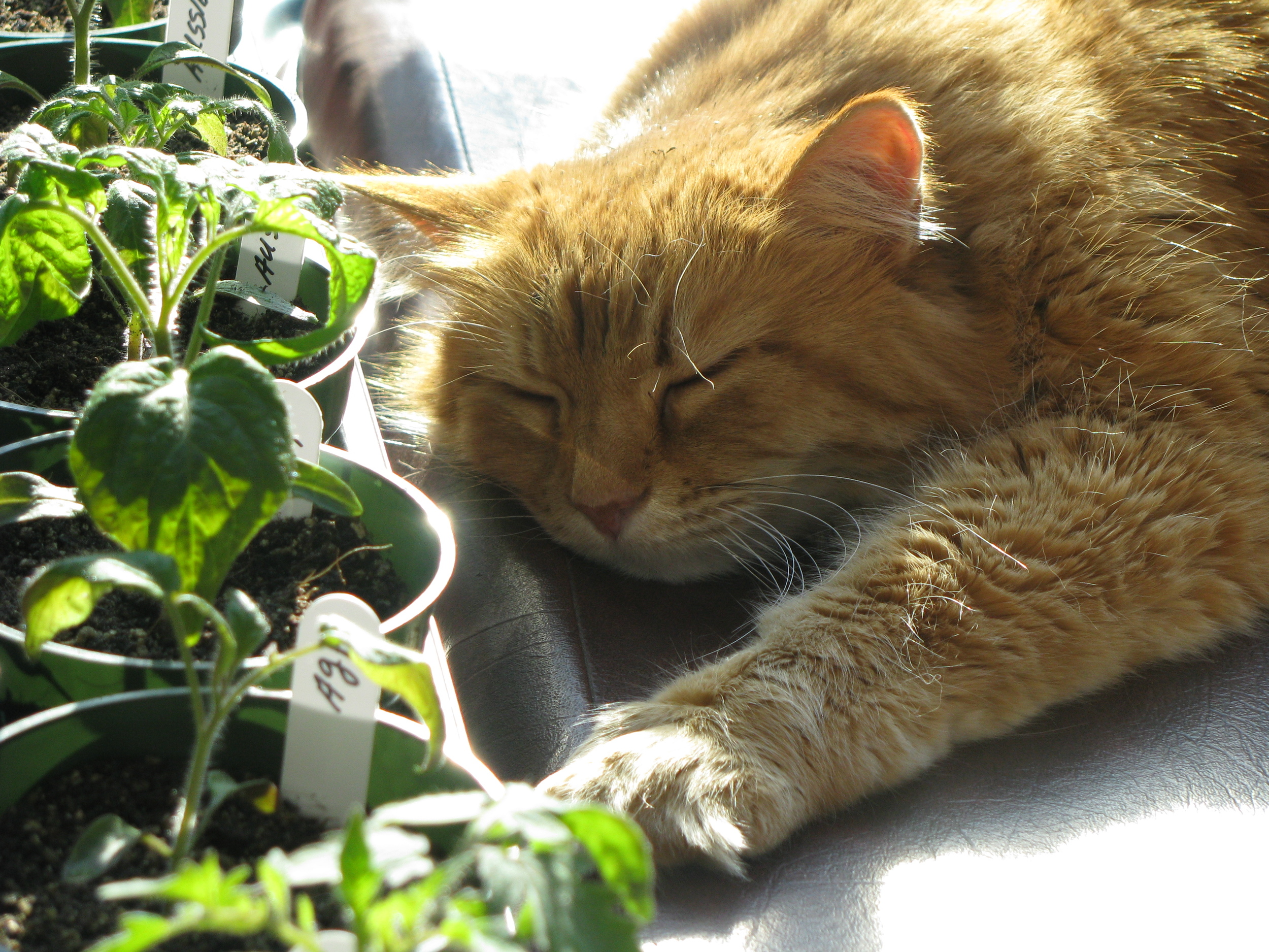 Dreaming about my Tomato.JPG