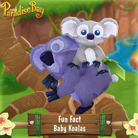 09_pb_social_fun_fact_koala.jpg