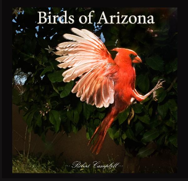 AZ Birds.jpg