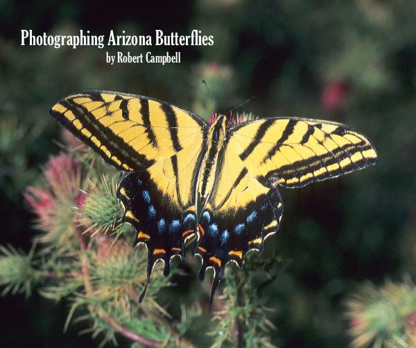 AZ Butterflies.jpg